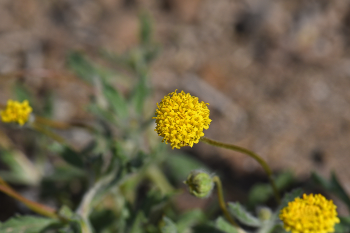 Yellowdome or Yellow Dome plants bloom from January to May and again in the fall following sufficient rainfall. Plants are low growing and slightly fragrant. Trichoptilium incisum